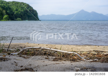 猪苗代湖湖畔の浜と流木 猪苗代湖湖畔の浜と流木 142001608