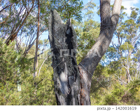 An old tree damaged by bushfire near a dirt track in the Blue Mountains An old tree damaged by bushfire near a dirt track in the Blue Mountains 142001619