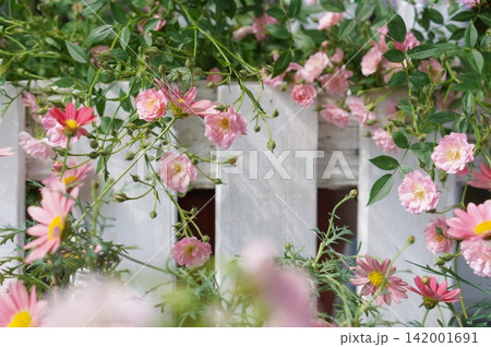 ピンクのミニ薔薇とマーガレット ピンクのミニ薔薇とマーガレット 142001691