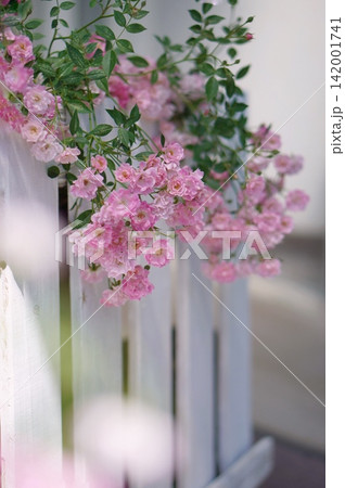 白板にピンクのミニ薔薇 白板にピンクのミニ薔薇 142001741