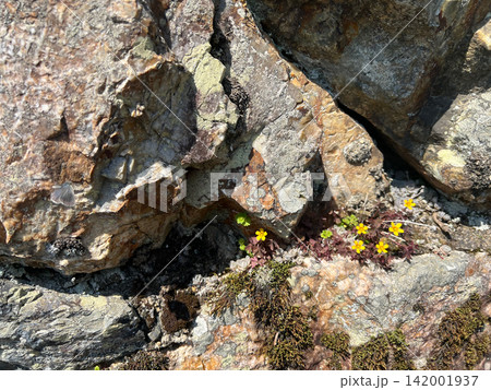 ごつごつした岩場に咲く小さな黄色い花と多肉植物 山野草 ごつごつした岩場に咲く小さな黄色い花と多肉植物 山野草 142001937