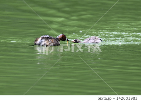 幼鳥に餌を渡す親鳥 カイツブリ 幼鳥に餌を渡す親鳥 カイツブリ 142001983