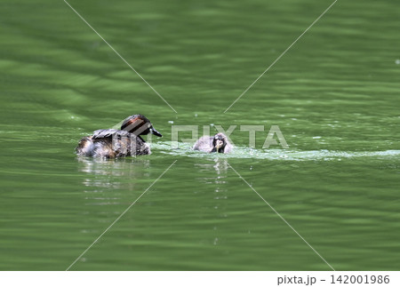 幼鳥に餌を渡す親鳥 カイツブリ 幼鳥に餌を渡す親鳥 カイツブリ 142001986