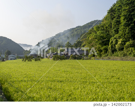 田んぼの穂を付けた稲と野焼きの風景 田んぼの穂を付けた稲と野焼きの風景 142002173