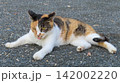 お茶目に寛ぐ愛嬌たっぷりの三毛猫 142002220