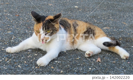 お茶目に寛ぐ愛嬌たっぷりの三毛猫 お茶目に寛ぐ愛嬌たっぷりの三毛猫 142002220