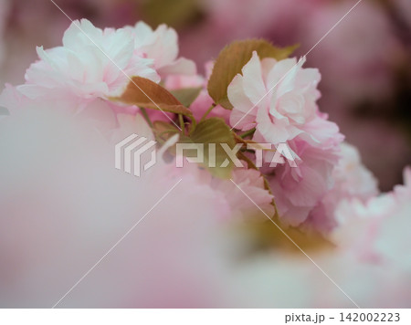 4月に咲いた美しいサトザクラ「江戸(エド)」 4月に咲いた美しいサトザクラ「江戸(エド)」 142002223