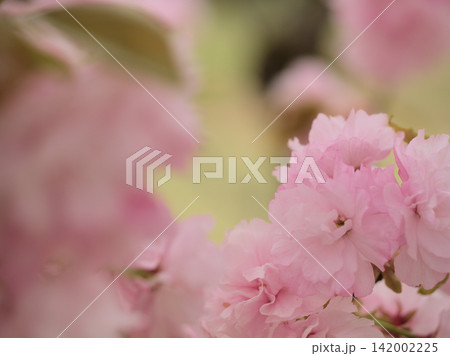 4月に咲いた美しいサトザクラ「江戸(エド)」 4月に咲いた美しいサトザクラ「江戸(エド)」 142002225