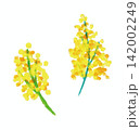 黄色いミモザの花 142002249