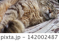 もふもふであざと可愛い眠り猫　魚眼撮影 142002487