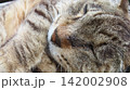 もふもふであざと可愛い眠り猫　魚眼撮影 142002908