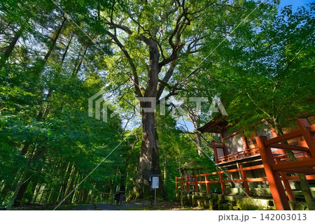 榎原神社の夫婦楠 榎原神社の夫婦楠 142003013