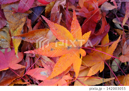 朝露と散紅葉の背景素材 142003055
