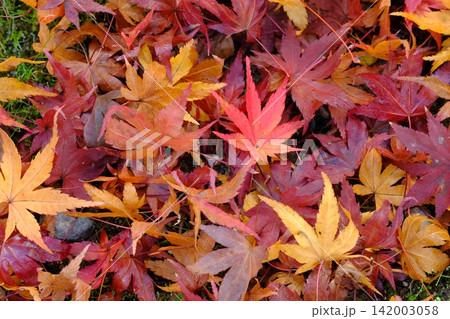朝露と散紅葉の背景素材 朝露と散紅葉の背景素材 142003058