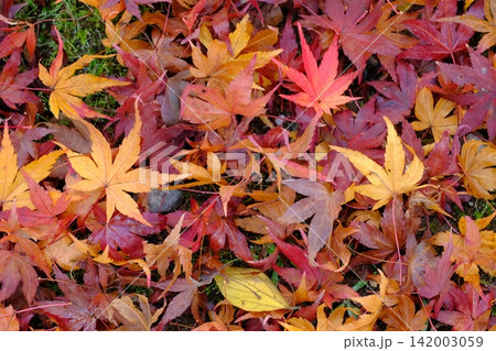朝露と散紅葉の背景素材 朝露と散紅葉の背景素材 142003059