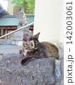 下僕の願いを叶えるために降臨した猫神様 142003061