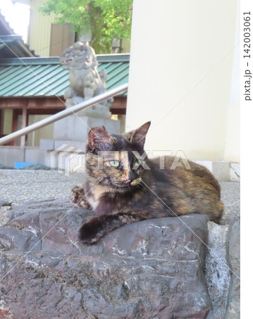下僕の願いを叶えるために降臨した猫神様 142003061