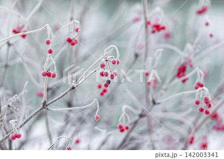 Frosted branches display vibrant red berries in a winter setting, highlighting the contrast between the cold environment and the colorful fruit Frosted branches display vibrant red berries in a winter setting, highlighting the contrast between the cold environment and the colorful fruit 142003341
