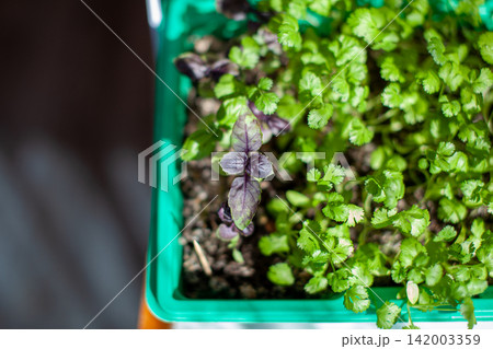 Fresh herbs, including basil and cilantro, thrive in a green planter with rich soil, illuminated by sunlight creating a vibrant scene Fresh herbs, including basil and cilantro, thrive in a green planter with rich soil, illuminated by sunlight creating a vibrant scene 142003359