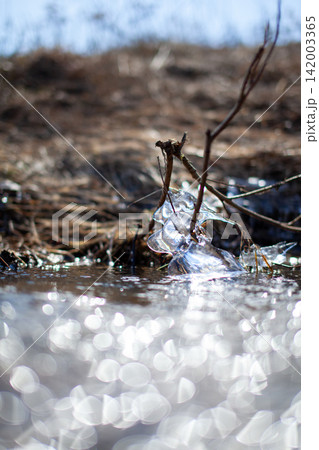 Ice clings to a twig above the water surface, surrounded by blurred bokeh reflections and dry grass in the background under bright sunlight Ice clings to a twig above the water surface, surrounded by blurred bokeh reflections and dry grass in the background under bright sunlight 142003365