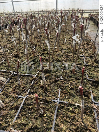 Young plant cuttings are growing in trays filled with soil inside a greenhouse, with plastic labels attached for identification purposes Young plant cuttings are growing in trays filled with soil inside a greenhouse, with plastic labels attached for identification purposes 142003424