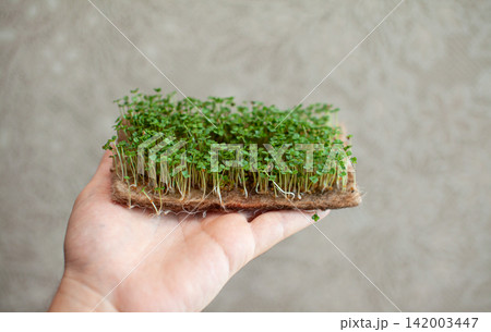 Hand displays a tray filled with fresh microgreens, showcasing vibrant green sprouts against a softly textured background in an indoor environment 142003447