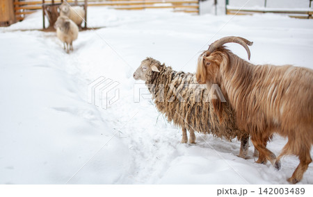 Goat and sheep navigate a snowy path on a farm, with a wooden fence and barn seen in the background, creating a rural winter scene Goat and sheep navigate a snowy path on a farm, with a wooden fence and barn seen in the background, creating a rural winter scene 142003489
