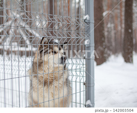 Dog with fluffy coat looks out from behind a metal fence in a snowy forest, surrounded by tall trees and gently falling snowflakes Dog with fluffy coat looks out from behind a metal fence in a snowy forest, surrounded by tall trees and gently falling snowflakes 142003504