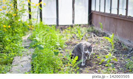 Gray cat moves through lush green plants inside a greenhouse, with sunlight streaming through glass panels and yellow flowers visible nearby Gray cat moves through lush green plants inside a greenhouse, with sunlight streaming through glass panels and yellow flowers visible nearby 142003505