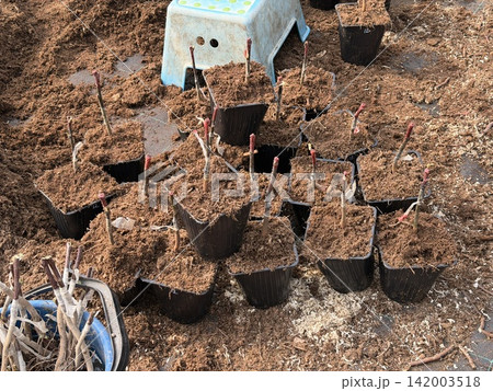 Potted plant cuttings are placed in black containers filled with soil, surrounded by wooden chips and a blue stool in the background 142003518