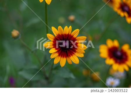 Bright yellow and red flower with a dark center stands out among green foliage in a natural outdoor setting during the blooming season 142003522