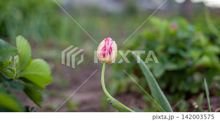 Pink and yellow tulip bud stands alone amidst green leaves in a garden, showcasing the beauty of springtime flora Pink and yellow tulip bud stands alone amidst green leaves in a garden, showcasing the beauty of springtime flora 142003575