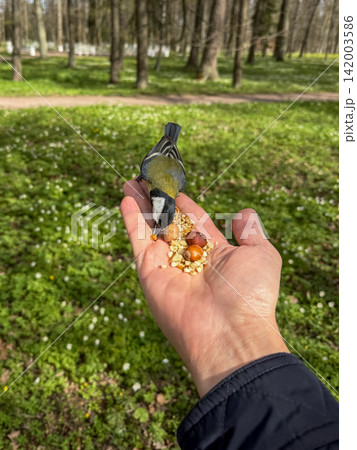 A small bird is perched on a person's hand, eating seeds and nuts in a lush green park filled with trees and wildflowers A small bird is perched on a person's hand, eating seeds and nuts in a lush green park filled with trees and wildflowers 142003586