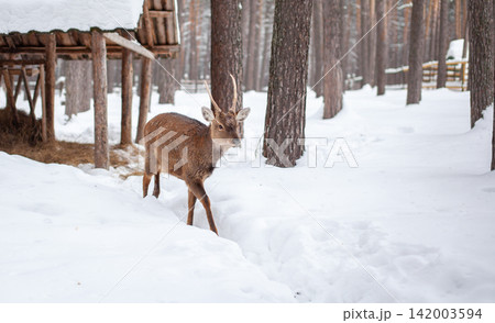Deer moves through a snowy forest area near a wooden shelter, surrounded by tall trees, showcasing a serene winter environment Deer moves through a snowy forest area near a wooden shelter, surrounded by tall trees, showcasing a serene winter environment 142003594
