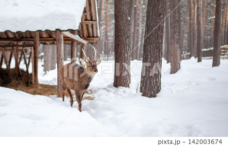 Male deer is positioned near a wooden shelter in a snowy forest, with tall trees creating a serene winter environment Male deer is positioned near a wooden shelter in a snowy forest, with tall trees creating a serene winter environment 142003674