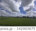 夏の田んぼと夏雲 142003675