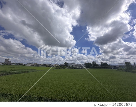 夏の田んぼと夏雲 142003675