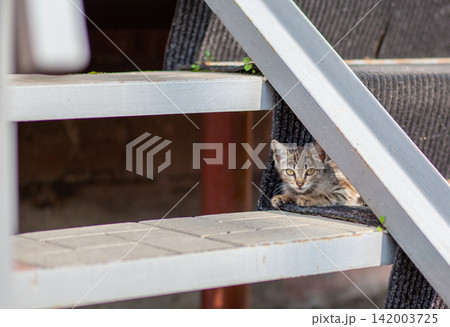 Gray tabby cat lies on outdoor stairs, partially concealed by a black mat, with a rustic background featuring blurred elements Gray tabby cat lies on outdoor stairs, partially concealed by a black mat, with a rustic background featuring blurred elements 142003725