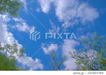 夏の青空を仰ぐ 夏の青空を仰ぐ 142003769