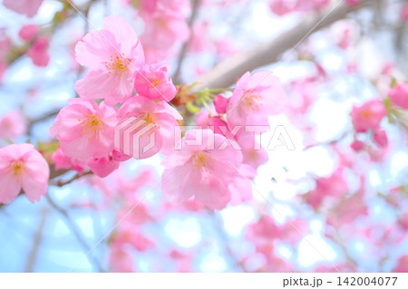 早春の御池通の陽光桜 早春の御池通の陽光桜 142004077