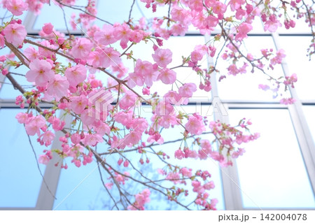 早春の御池通の陽光桜 早春の御池通の陽光桜 142004078