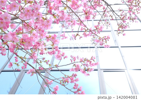 早春の御池通の陽光桜 142004081