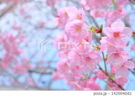 早春の御池通の陽光桜 早春の御池通の陽光桜 142004082