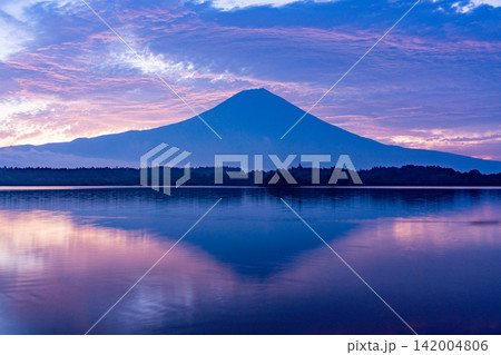 (静岡県)富士山・田貫湖・湖面の水鳥・夜明け (静岡県)富士山・田貫湖・湖面の水鳥・夜明け 142004806