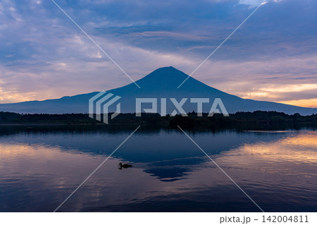(静岡県)富士山・田貫湖・湖面の水鳥・夜明け (静岡県)富士山・田貫湖・湖面の水鳥・夜明け 142004811