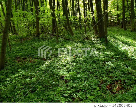 Environment, landscape and nature with trees in summer for conservation or sustainability of ecosystem. Earth, jungle and location with rainforest or woods for adventure, exploration and hiking Environment, landscape and nature with trees in summer for conservation or sustainability of ecosystem. Earth, jungle and location with rainforest or woods for adventure, exploration and hiking 142005403