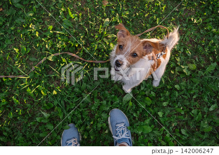 Small dog looking up at owner during an outdoor walk. Small dog looking up at owner during an outdoor walk. 142006247