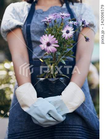 Flowers, hands and person gardening with pot plant for growth, development and nursery service. Gardener, florist and eco friendly farming closeup for nature, horticulture and floral sustainability 142006579