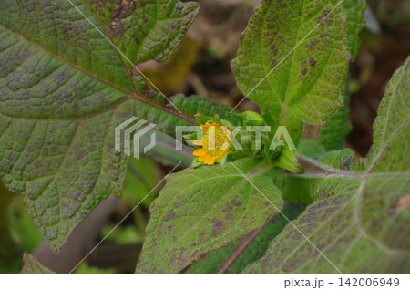 【12月】ヤーコンの花 撮影場所:家庭菜園(神奈川県) 【12月】ヤーコンの花 撮影場所:家庭菜園(神奈川県) 142006949