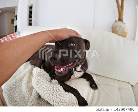 Home, dog and pet with hands for love, care and affection in living room or sofa for fun and responsibility. Human or person with animal adoption, shelter and pitbull breed relax on couch or lounge Home, dog and pet with hands for love, care and affection in living room or sofa for fun and responsibility. Human or person with animal adoption, shelter and pitbull breed relax on couch or lounge 142007490